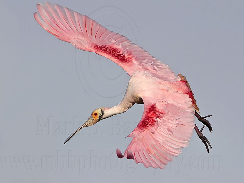 _MG_4402 Roseate Spoonbill.jpg