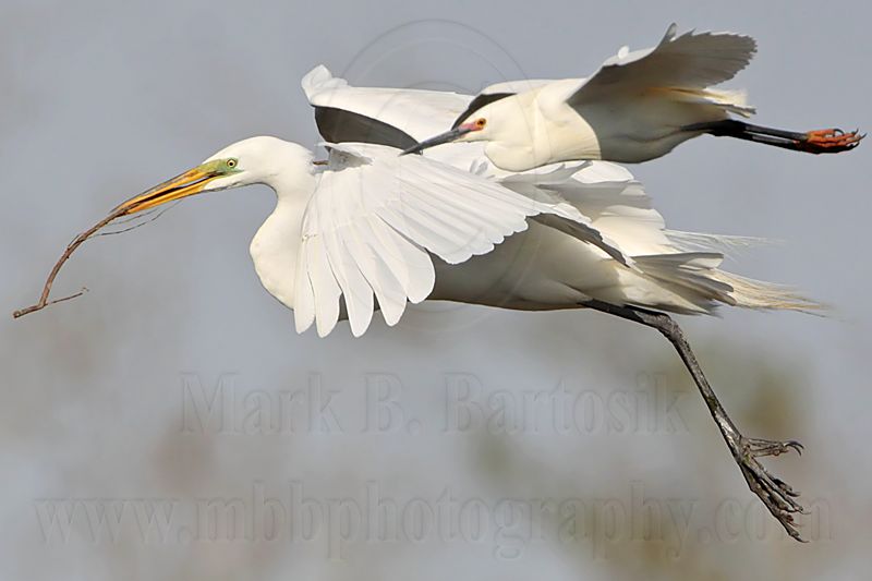 _MG_3861 Snowy  Great Egret.jpg