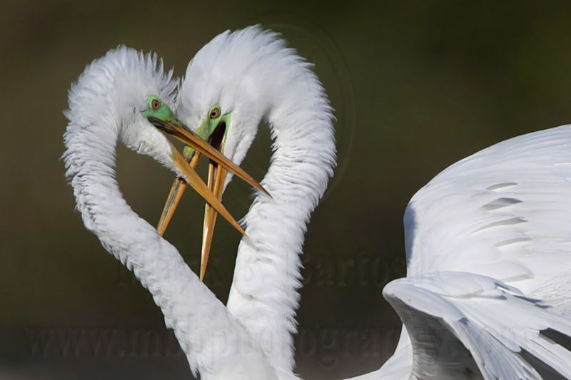 _MG_4486 Great Egret.jpg