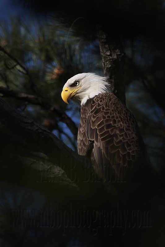 _MG_7413 Bald Eagle.jpg