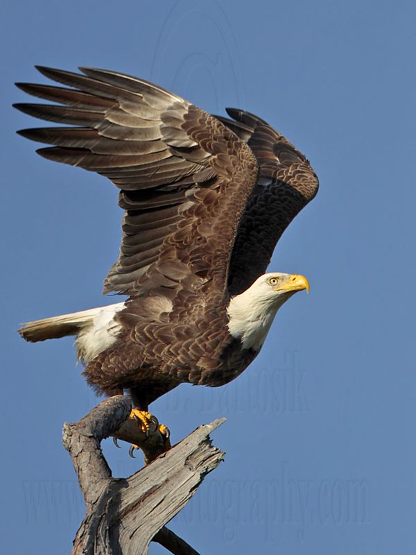 _MG_0142 Bald Eagle.jpg