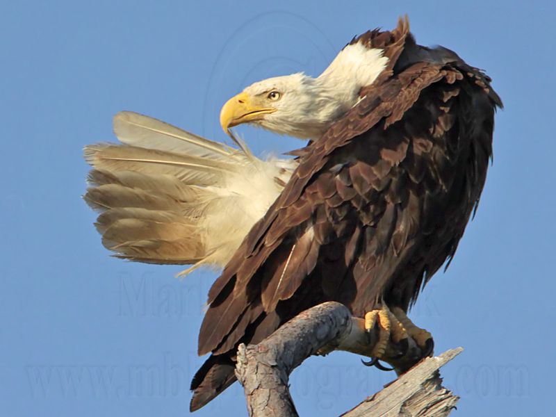 _MG_0649 Bald Eagle.jpg
