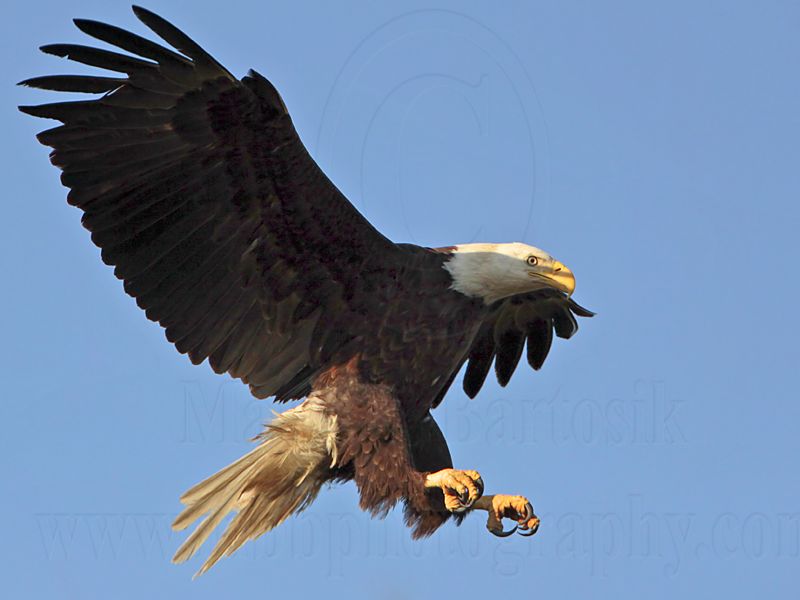 _MG_1592 Bald Eagle.jpg