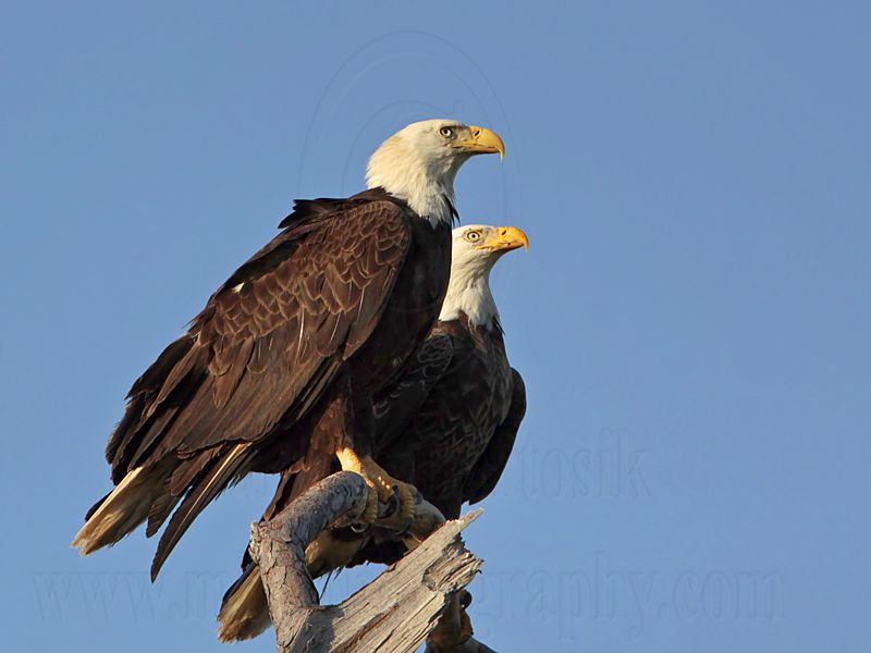 _MG_1758 Bald Eagle.jpg
