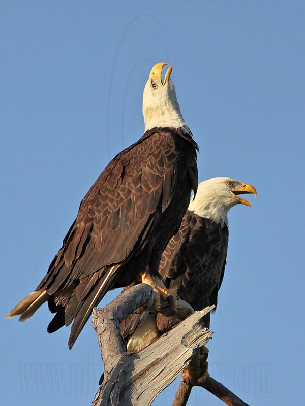 _MG_2248 Bald Eagle.jpg