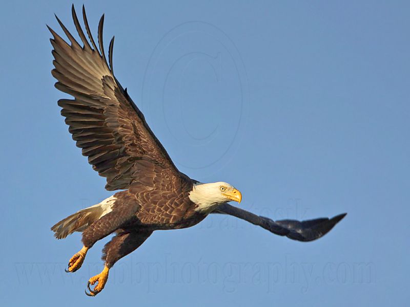 _MG_2668 Bald Eagle.jpg