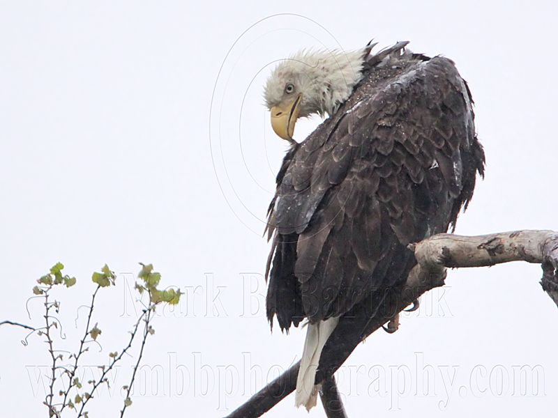 _MG_4867 Bald Eagle.jpg