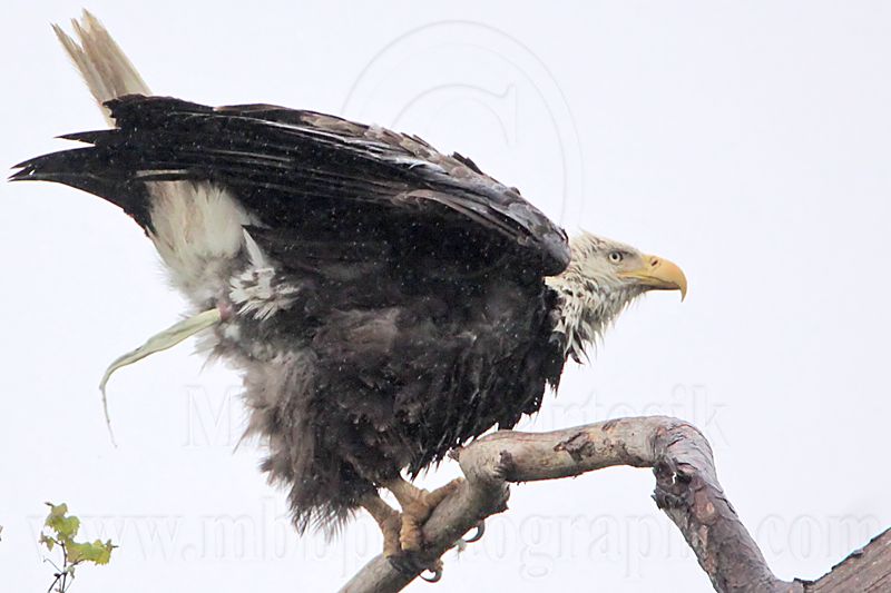 _MG_5155 Bald Eagle.jpg