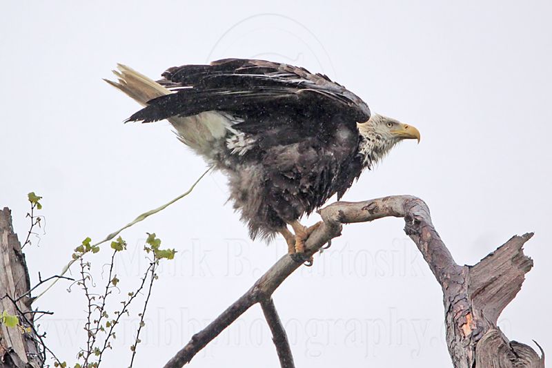 _MG_5156 Bald Eagle.jpg