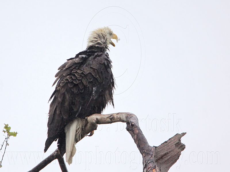 _MG_5718 Bald Eagle.jpg