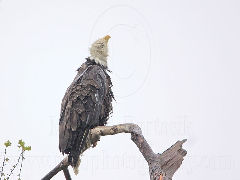 _MG_6172 Bald Eagle.jpg