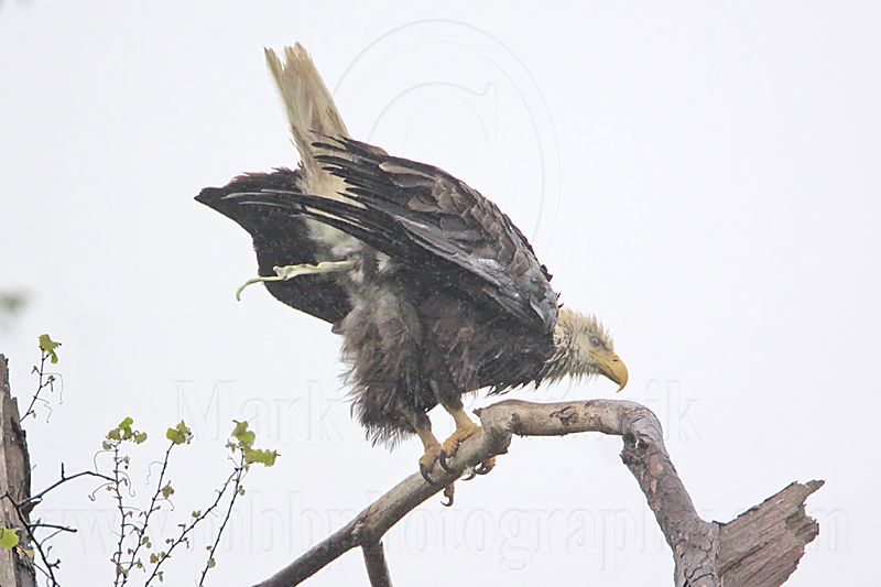 _MG_6278 Bald Eagle.jpg