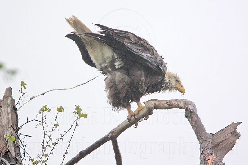 _MG_6279 Bald Eagle.jpg