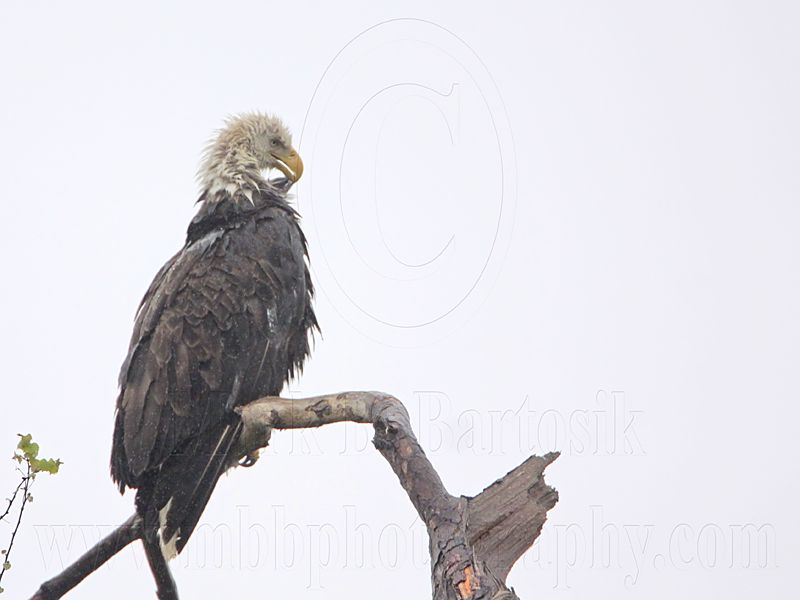 _MG_6365 Bald Eagle.jpg