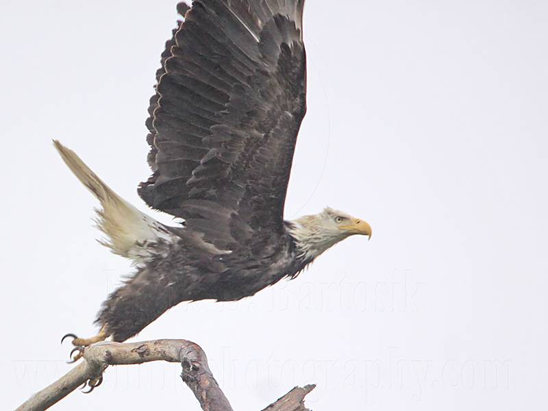 _MG_6700 Bald Eagle.jpg