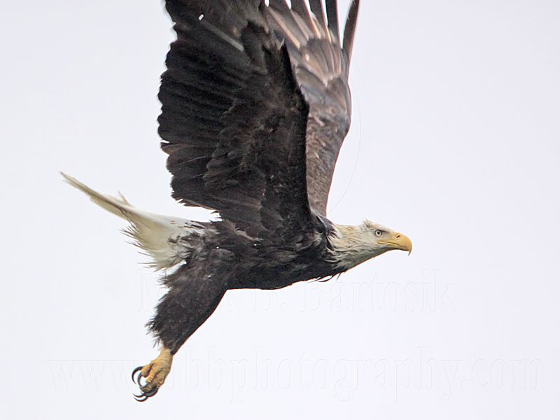 _MG_6702 Bald Eagle.jpg