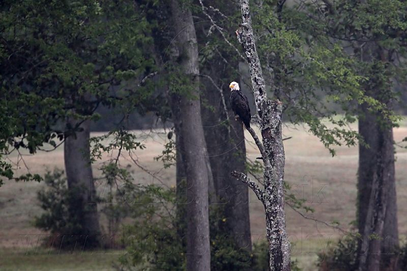 _MG_6725 Bald Eagle.jpg