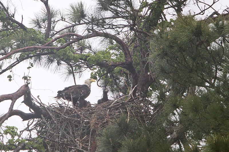 _MG_7045 Bald Eagle.jpg