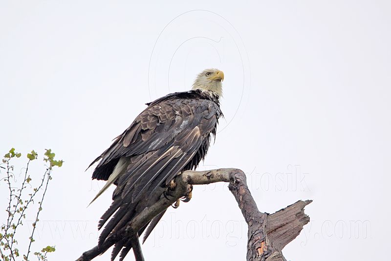 _MG_7622 Bald Eagle.jpg