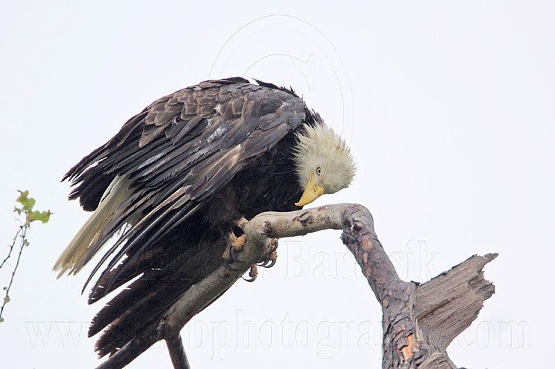_MG_7706 Bald Eagle.jpg