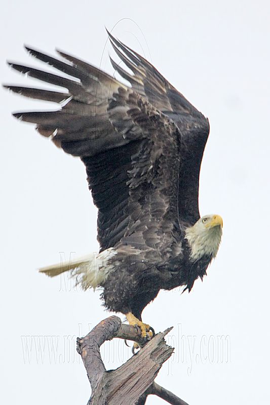 _MG_8045 Bald Eagle.jpg