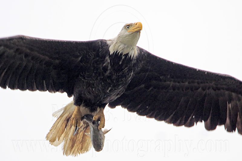 _MG_8082 Bald Eagle.jpg