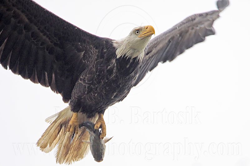 _MG_8083 Bald Eagle.jpg
