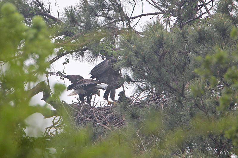 _MG_8176 Bald Eagle.jpg