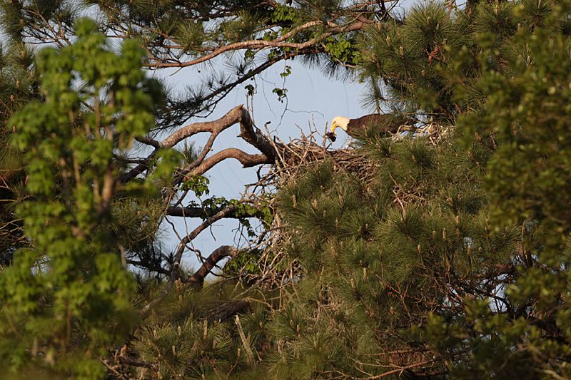 _MG_9027 Bald Eagle.jpg