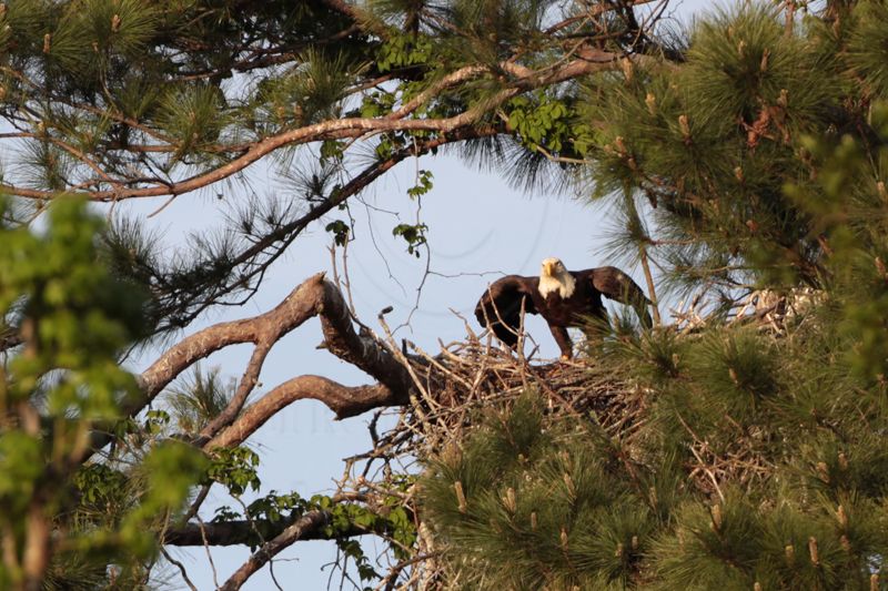 _MG_9070 Bald Eagle.jpg