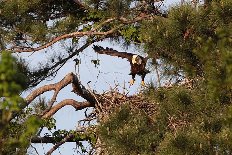 _MG_9073 Bald Eagle.jpg