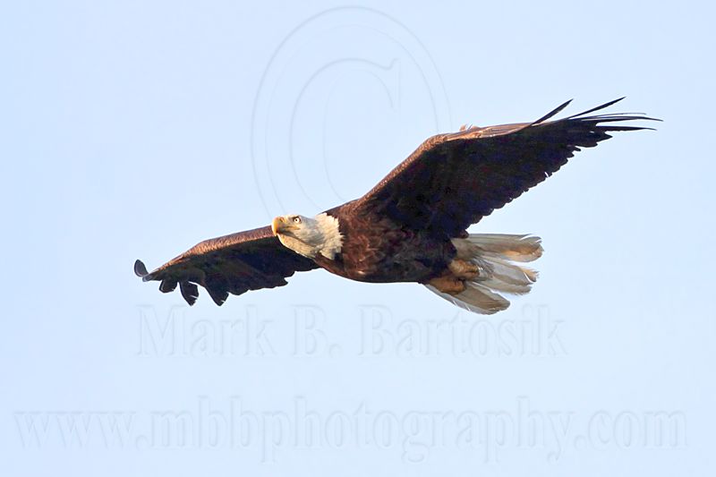 _MG_9084 Bald Eagle.jpg