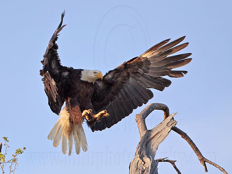 _MG_9103 Bald Eagle.jpg