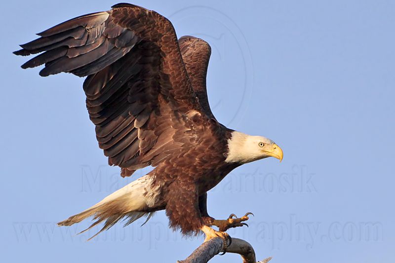 _MG_9107 Bald Eagle.jpg