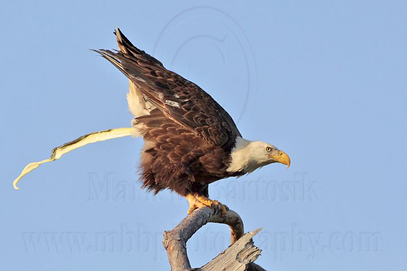 _MG_9163 Bald Eagle.jpg