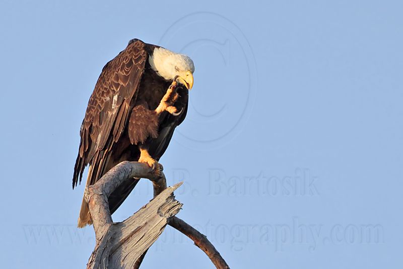 _MG_9520 Bald Eagle.jpg
