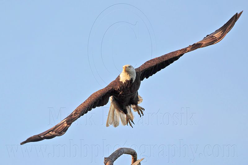 _MG_9735 Bald Eagle.jpg