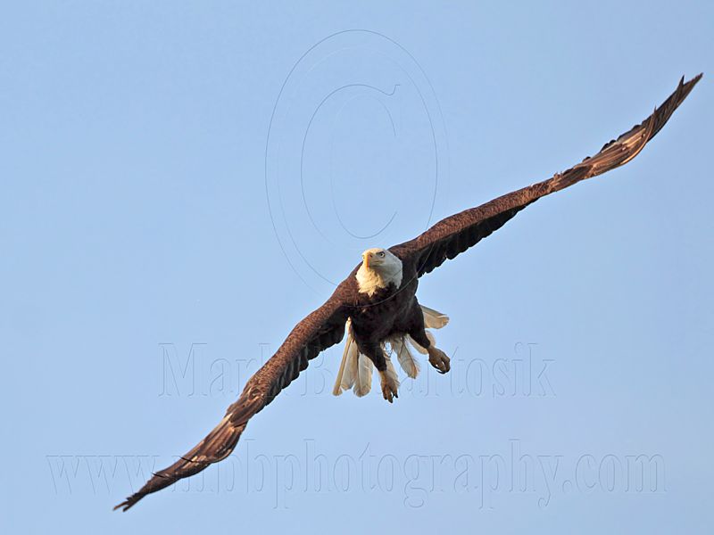 _MG_9737 Bald Eagle.jpg