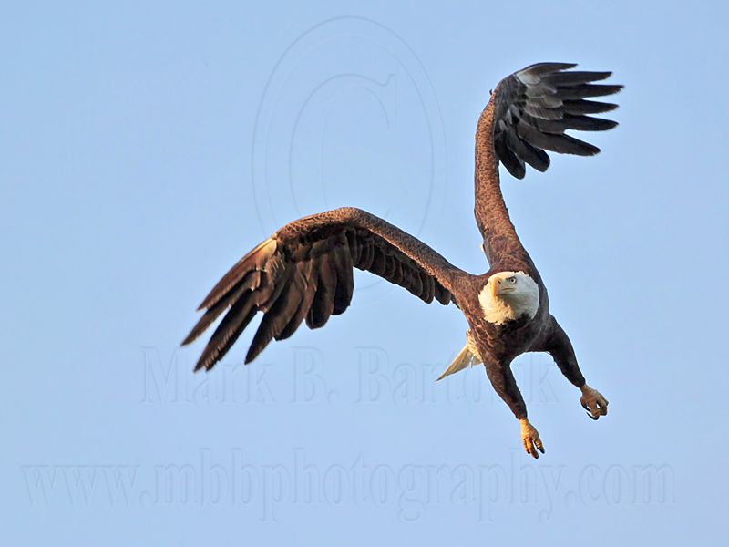 _MG_9738 Bald Eagle.jpg