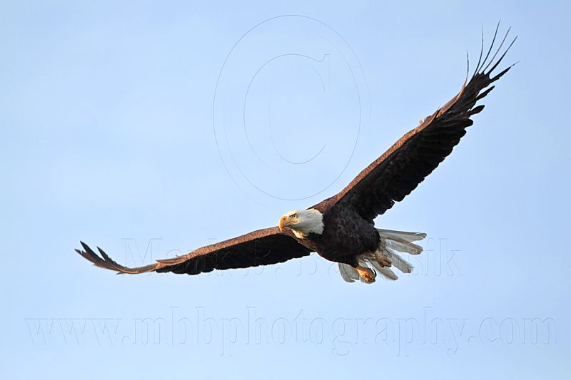 _MG_9744 Bald Eagle.jpg