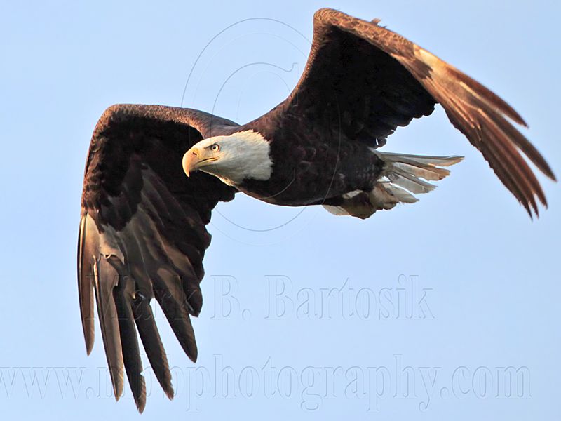 _MG_9745 Bald Eagle.jpg