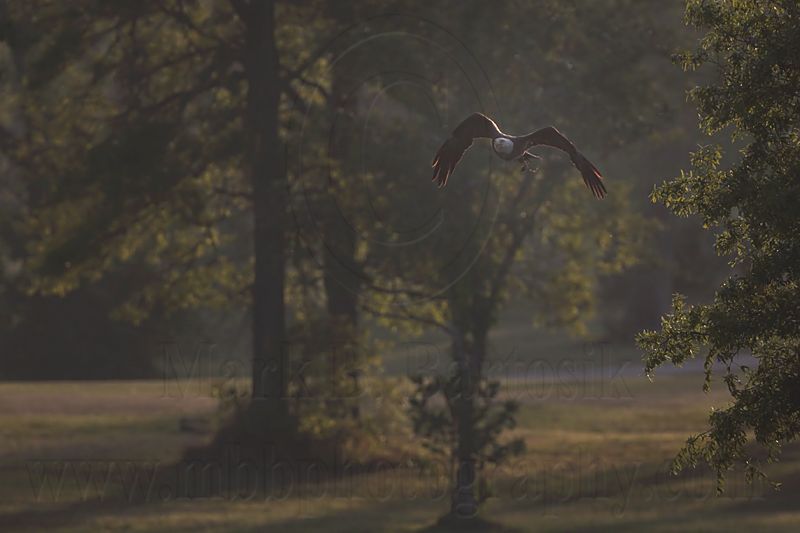 _MG_9768 Bald Eagle.jpg