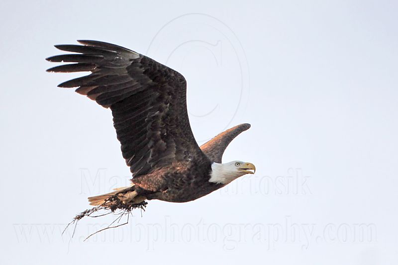 _MG_9779 Bald Eagle.jpg