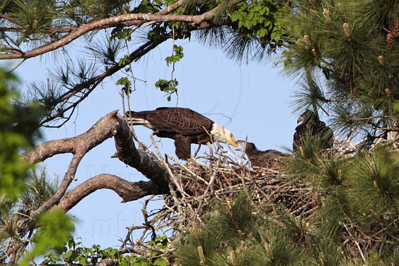 _MG_0195 Bald Eagle.jpg