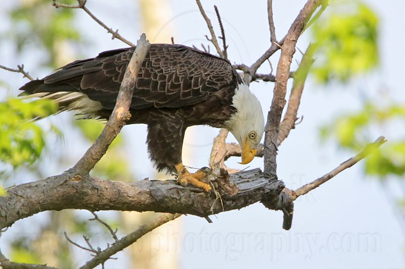 _MG_0585 Bald Eagle.jpg