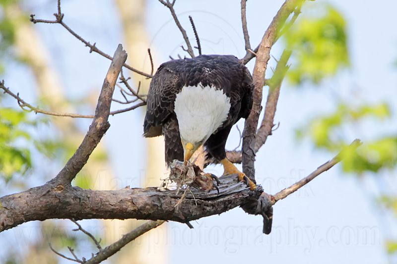_MG_0638 Bald Eagle.jpg