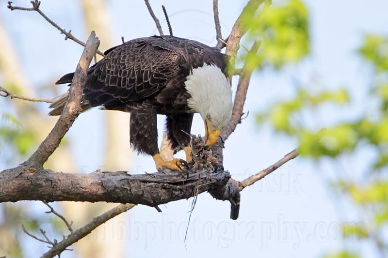 _MG_0655 Bald Eagle.jpg