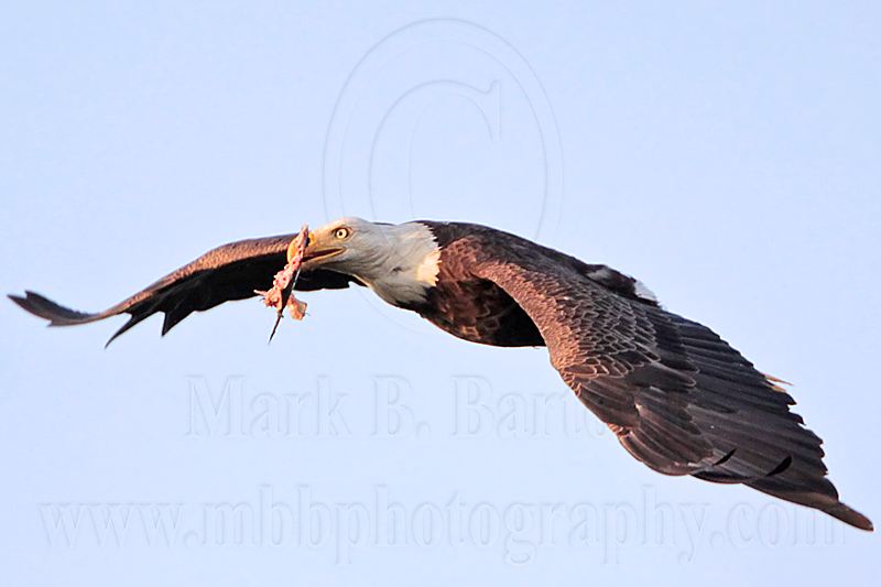 _MG_0980 Bald Eagle.jpg
