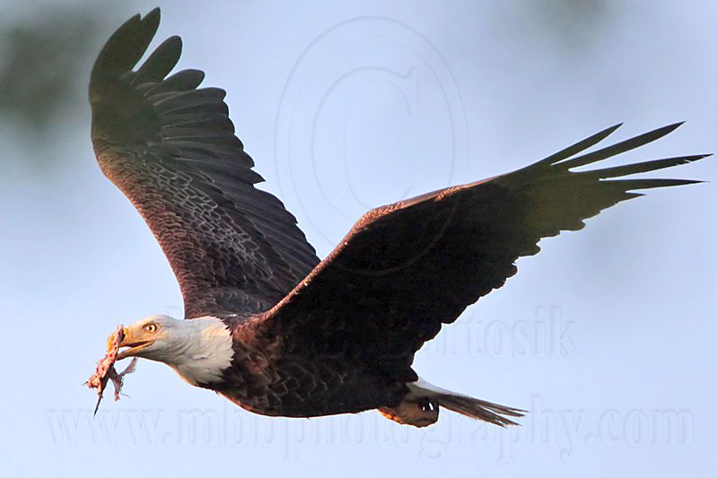 _MG_0981 Bald Eagle.jpg