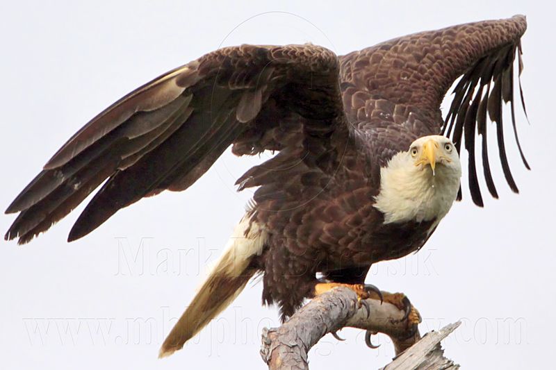 _MG_2182 Bald Eagle.jpg